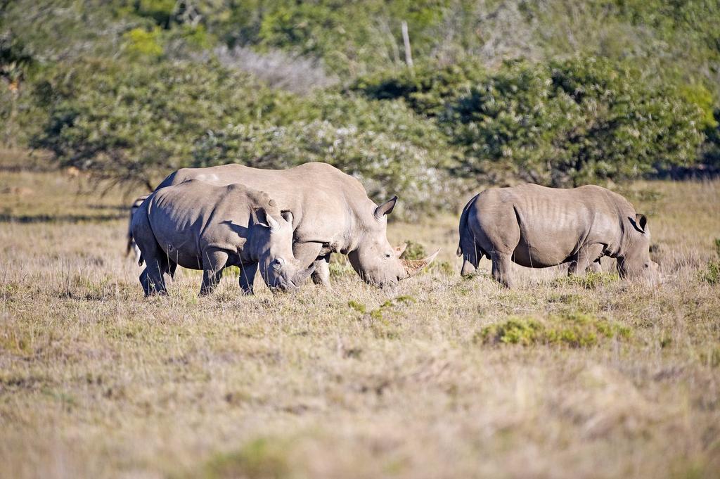 Hlosi Game Lodge - Amakhala Game Reserve Buyskloof Εξωτερικό φωτογραφία