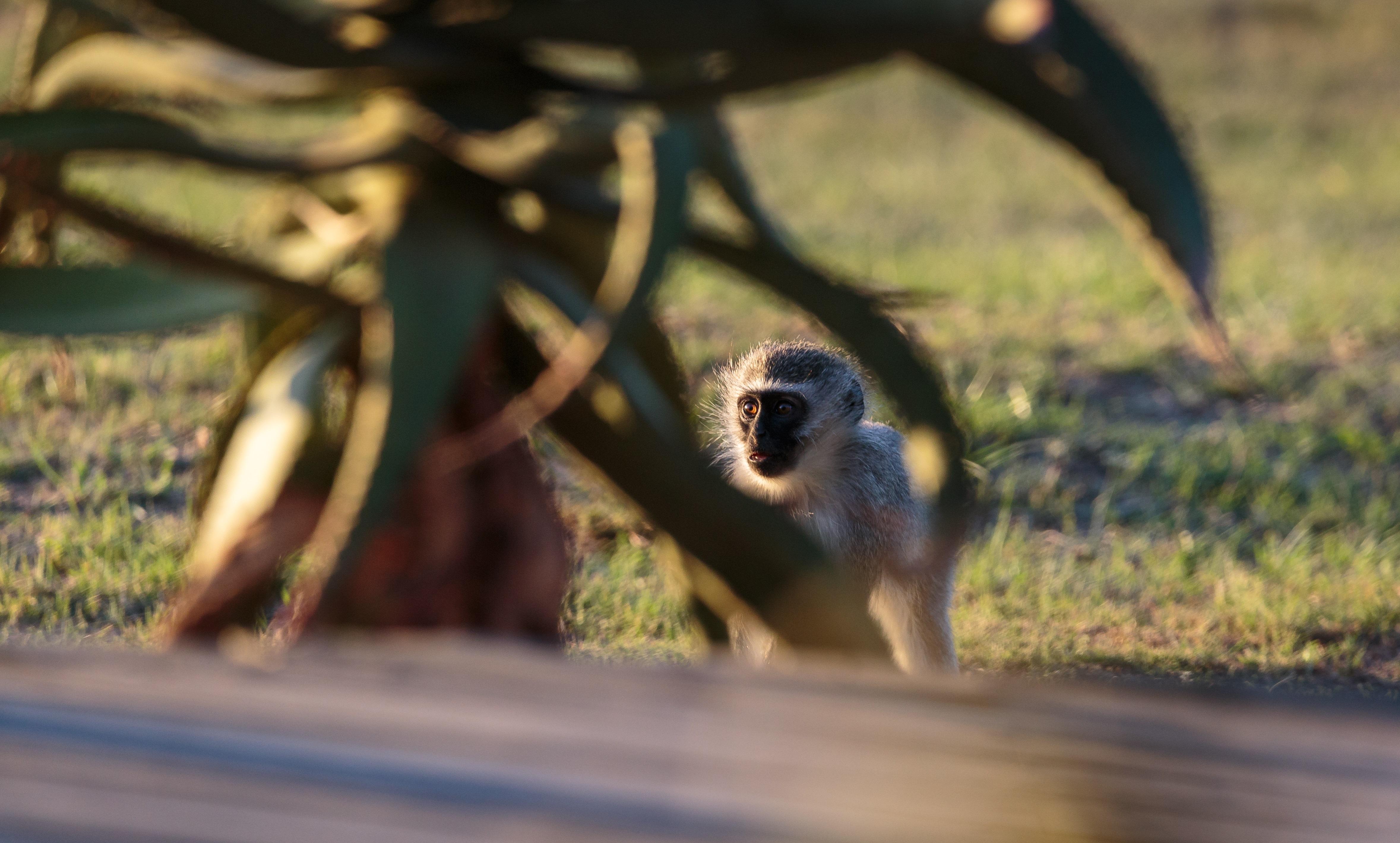 Hlosi Game Lodge - Amakhala Game Reserve Buyskloof Εξωτερικό φωτογραφία