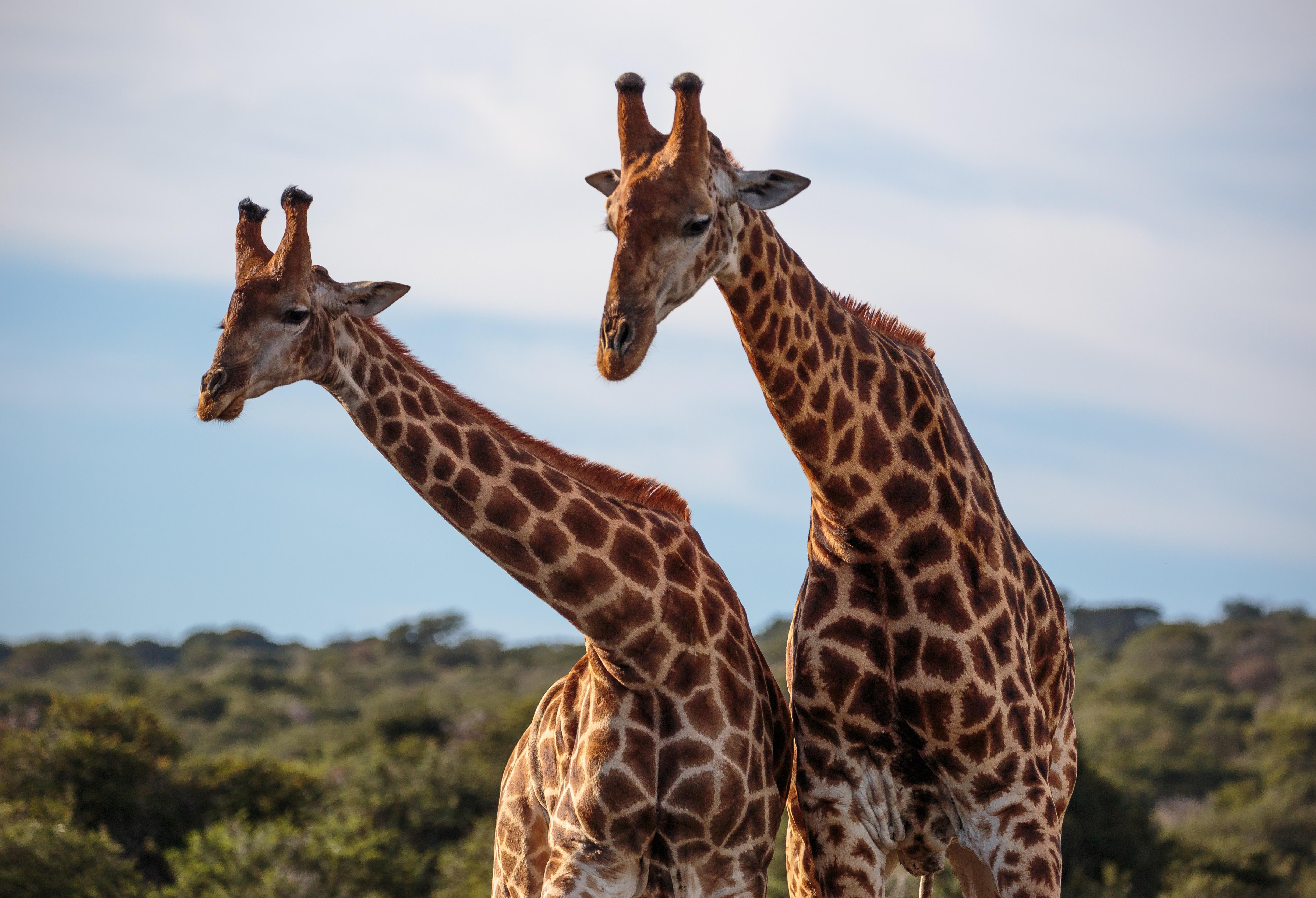 Hlosi Game Lodge - Amakhala Game Reserve Buyskloof Εξωτερικό φωτογραφία