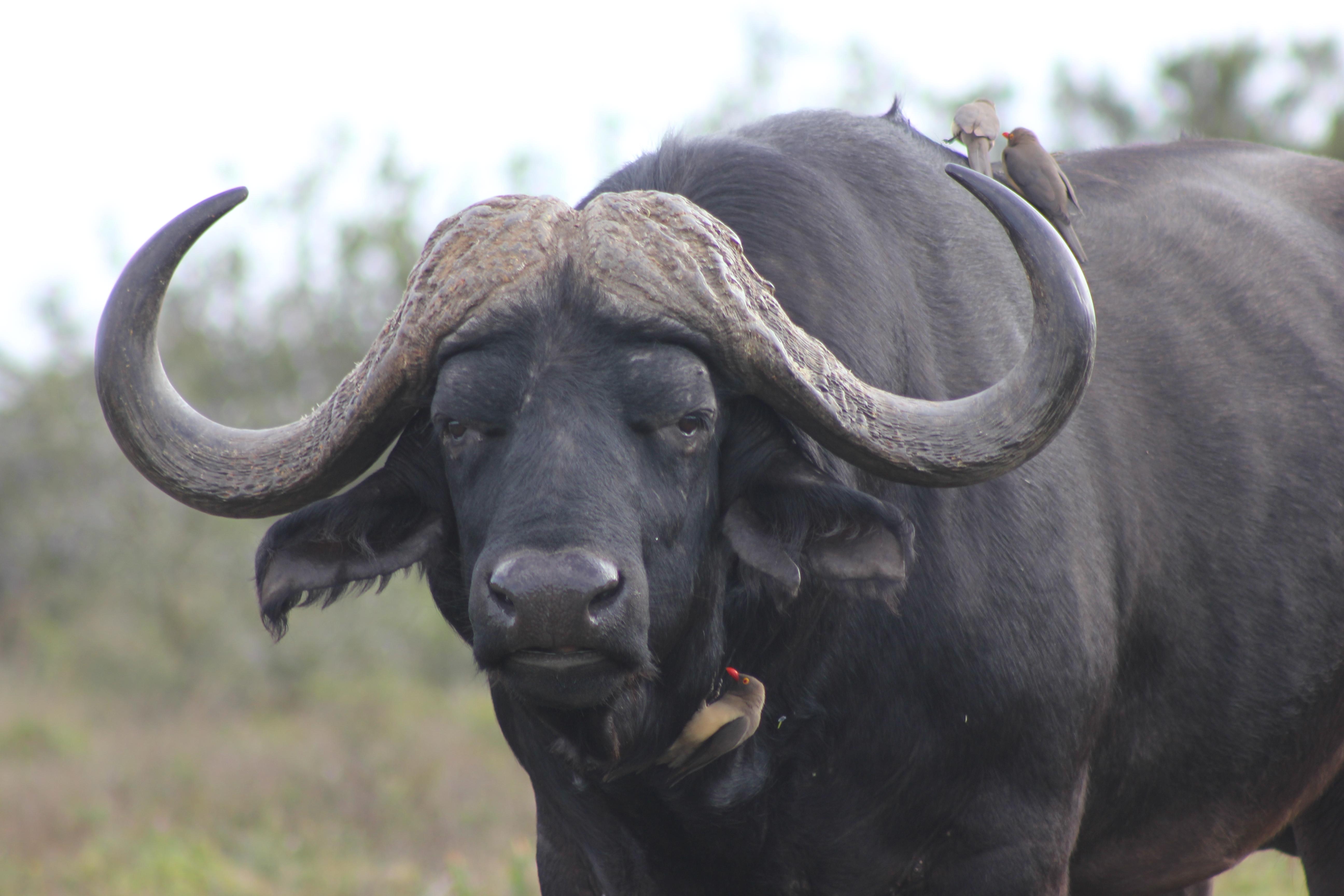 Hlosi Game Lodge - Amakhala Game Reserve Buyskloof Εξωτερικό φωτογραφία