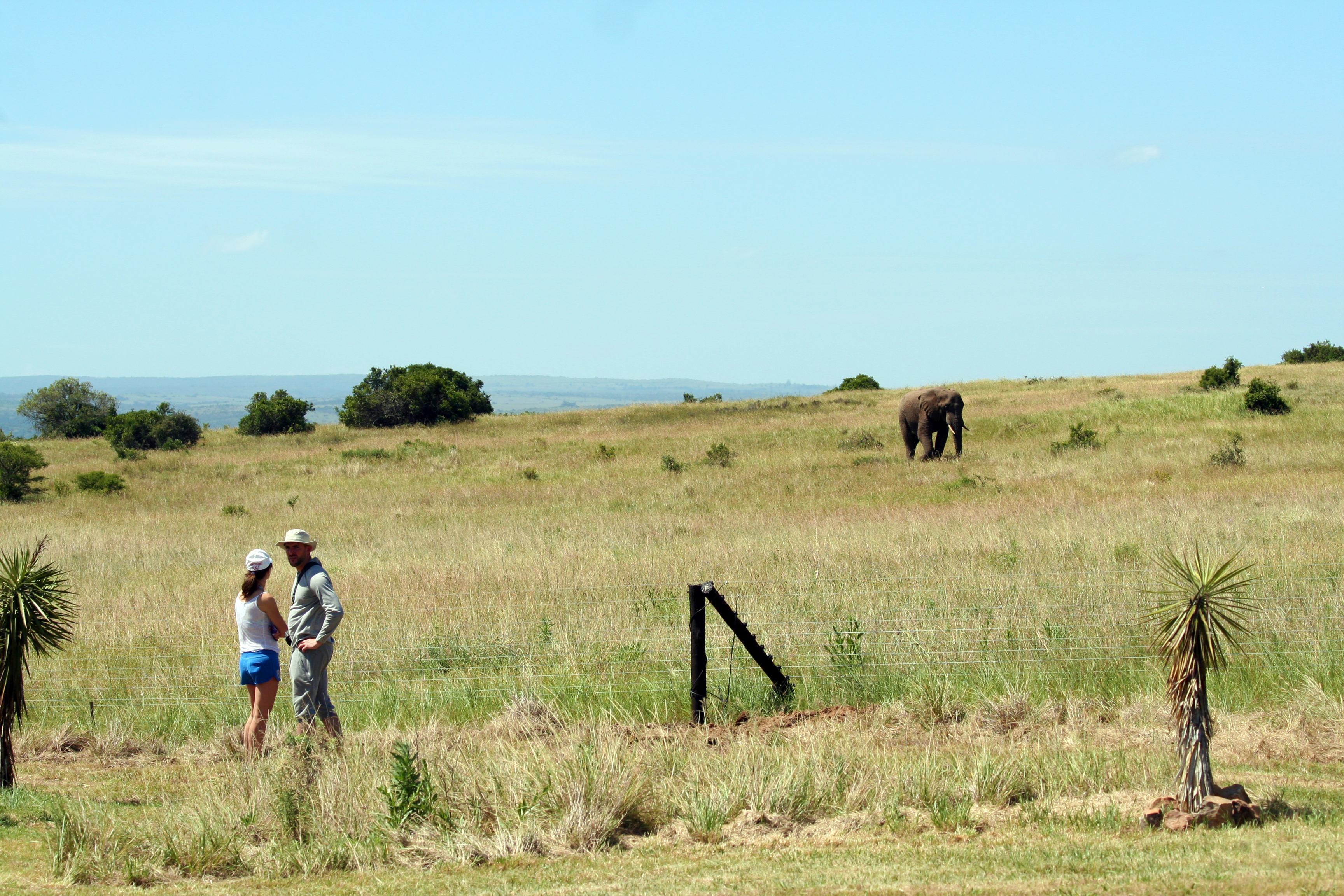 Hlosi Game Lodge - Amakhala Game Reserve Buyskloof Εξωτερικό φωτογραφία