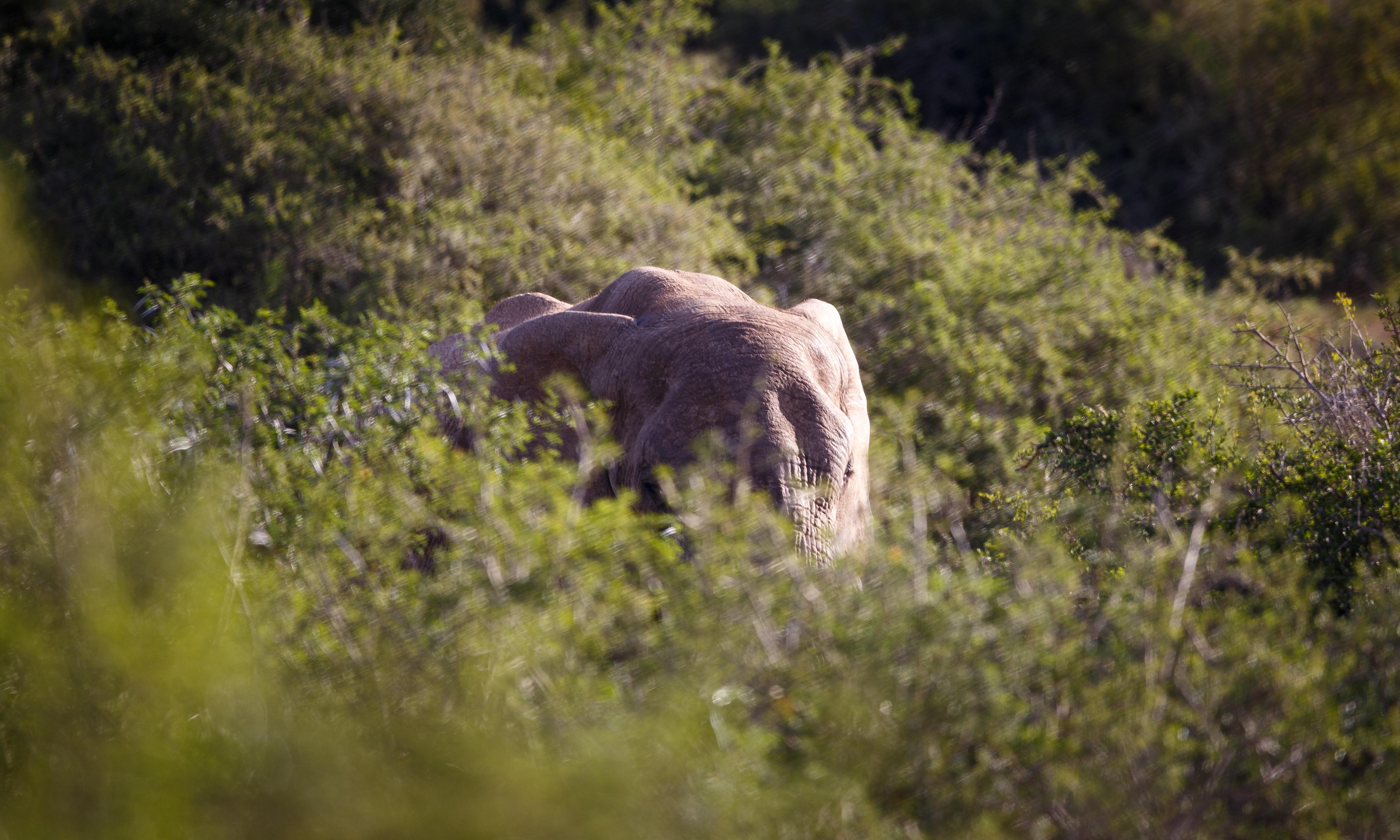 Hlosi Game Lodge - Amakhala Game Reserve Buyskloof Εξωτερικό φωτογραφία