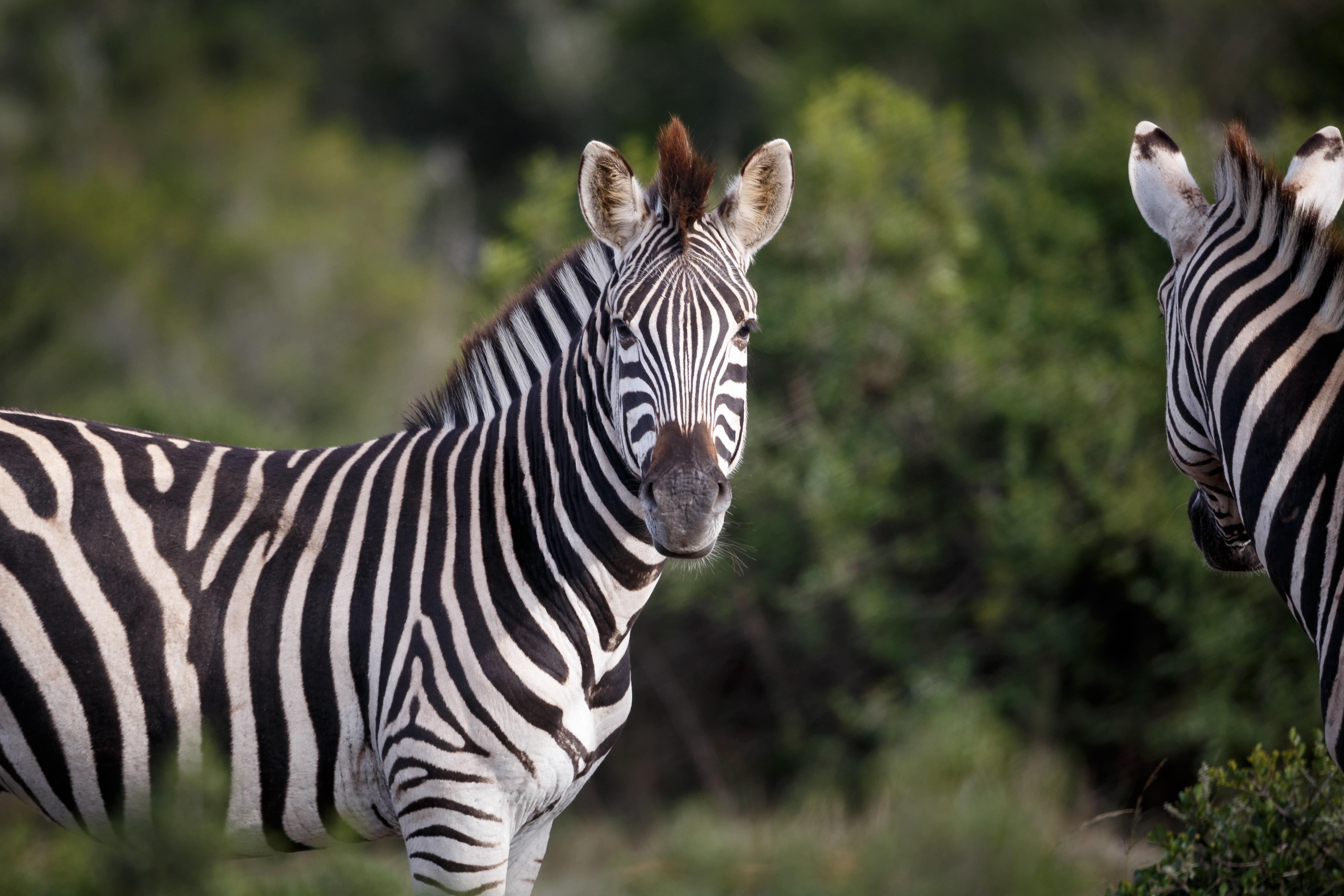 Hlosi Game Lodge - Amakhala Game Reserve Buyskloof Εξωτερικό φωτογραφία