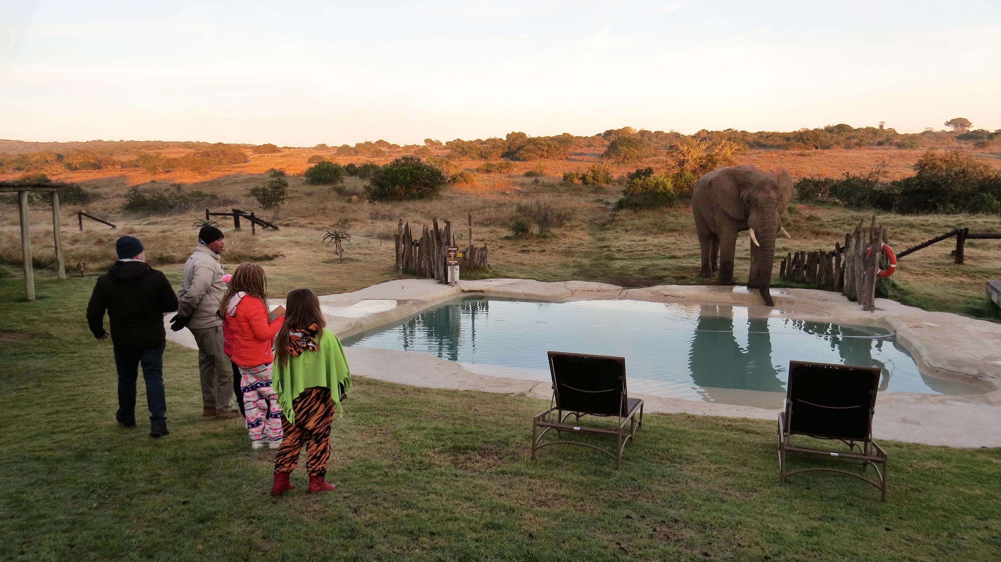 Hlosi Game Lodge - Amakhala Game Reserve Buyskloof Εξωτερικό φωτογραφία