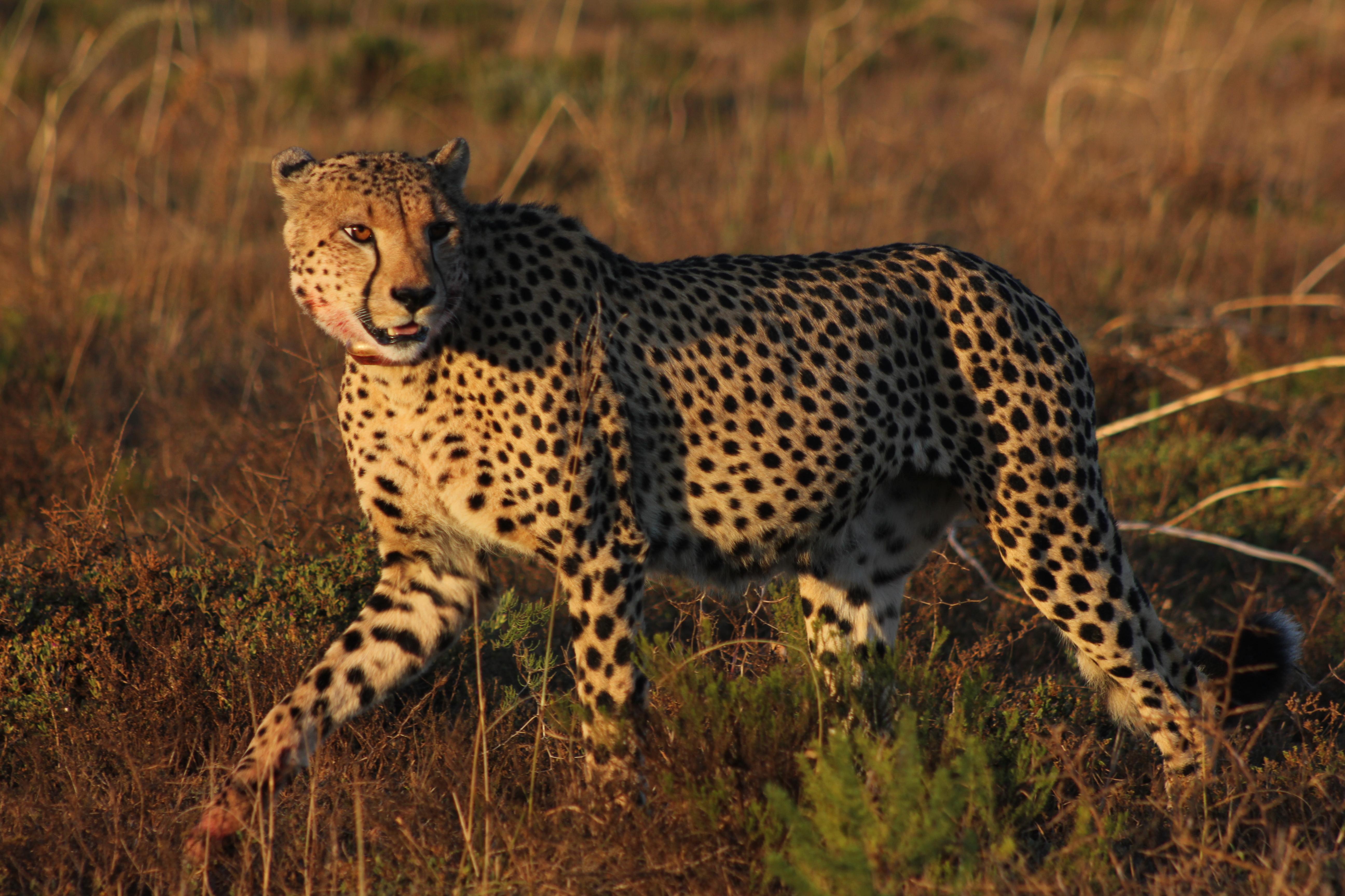 Hlosi Game Lodge - Amakhala Game Reserve Buyskloof Εξωτερικό φωτογραφία