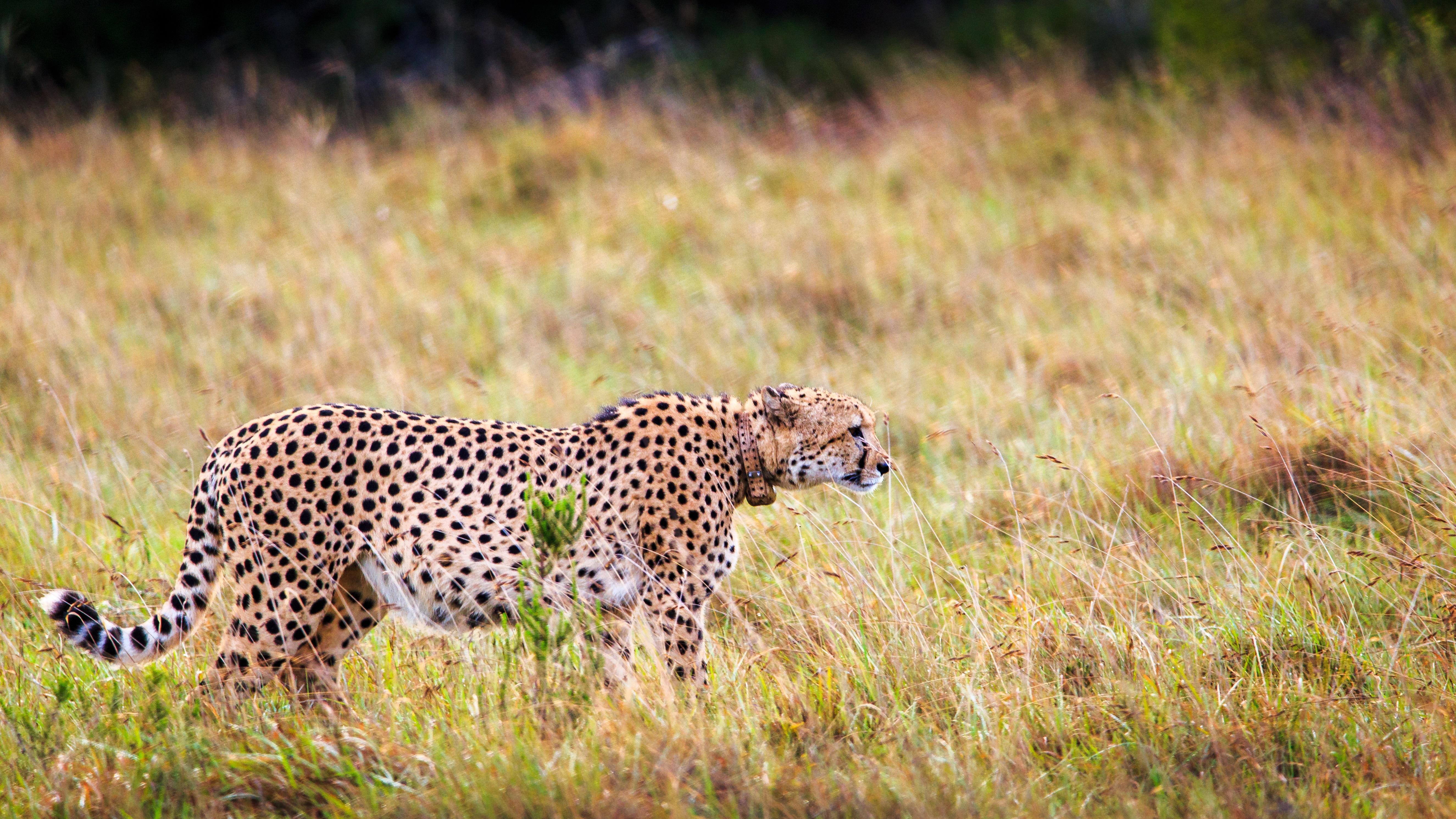 Hlosi Game Lodge - Amakhala Game Reserve Buyskloof Εξωτερικό φωτογραφία