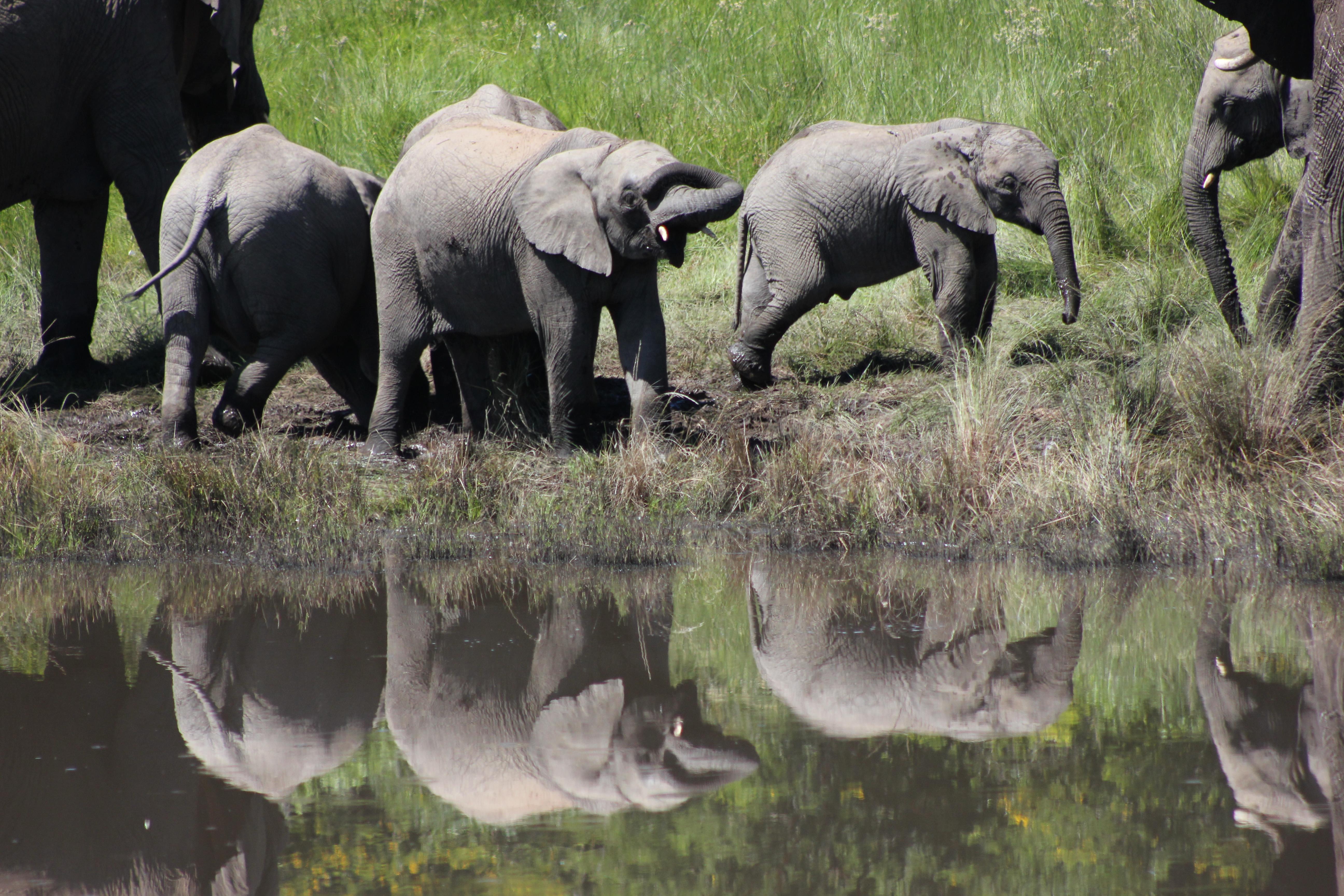 Hlosi Game Lodge - Amakhala Game Reserve Buyskloof Εξωτερικό φωτογραφία