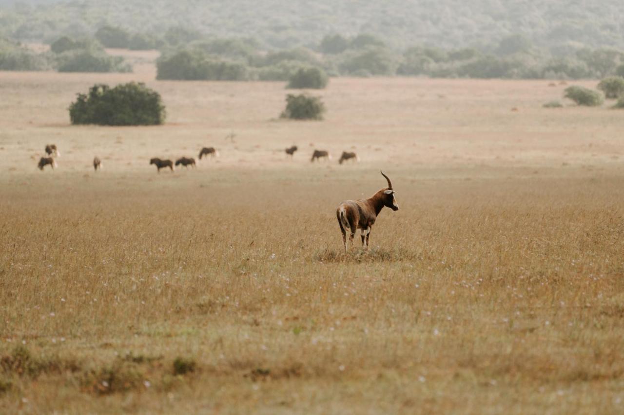 Hlosi Game Lodge - Amakhala Game Reserve Buyskloof Εξωτερικό φωτογραφία