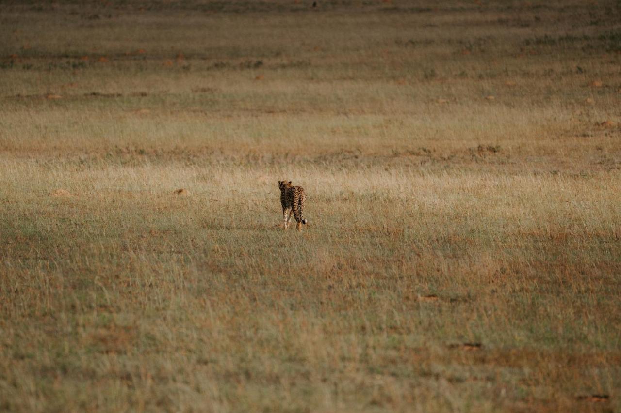 Hlosi Game Lodge - Amakhala Game Reserve Buyskloof Εξωτερικό φωτογραφία