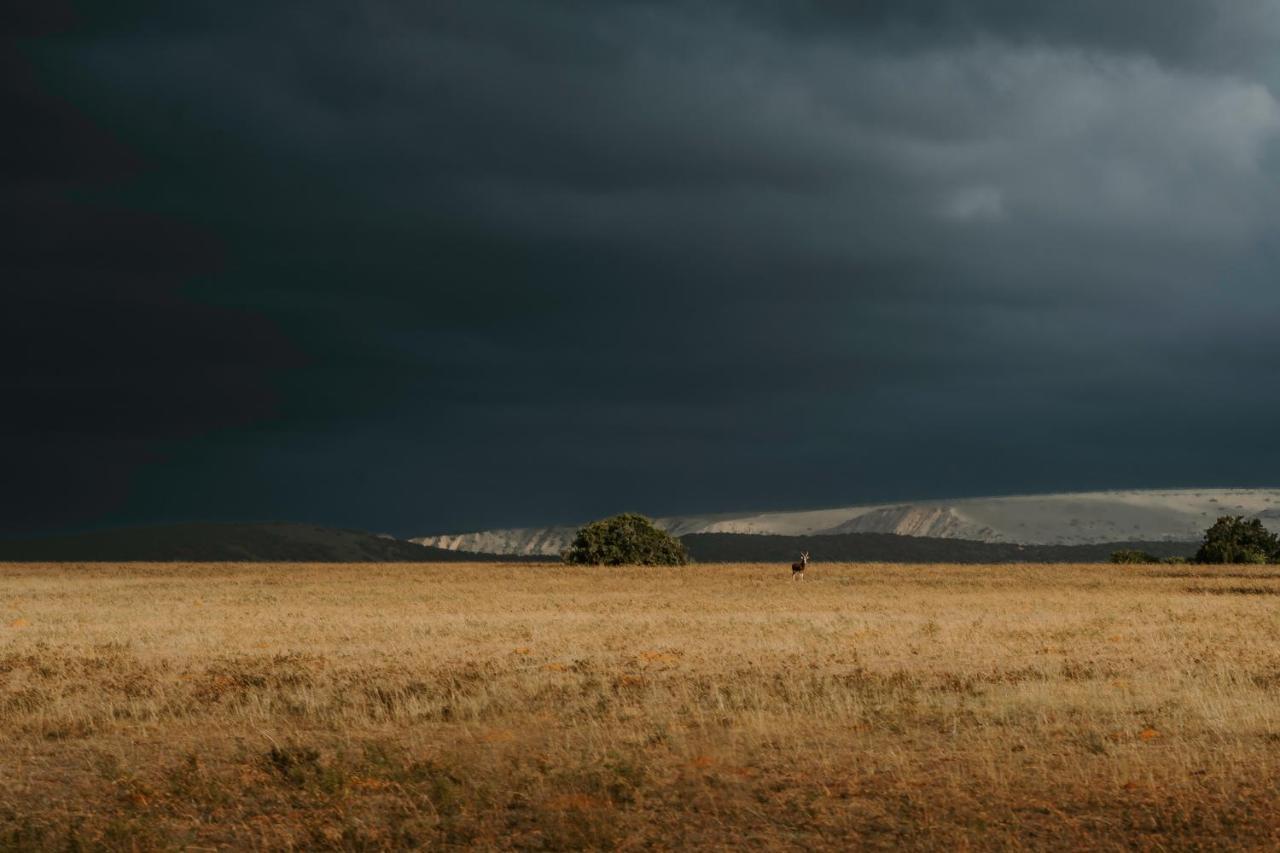 Hlosi Game Lodge - Amakhala Game Reserve Buyskloof Εξωτερικό φωτογραφία