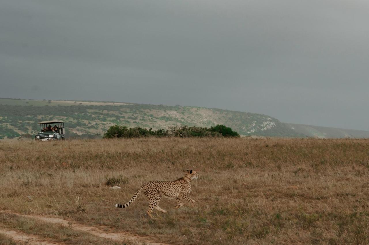 Hlosi Game Lodge - Amakhala Game Reserve Buyskloof Εξωτερικό φωτογραφία