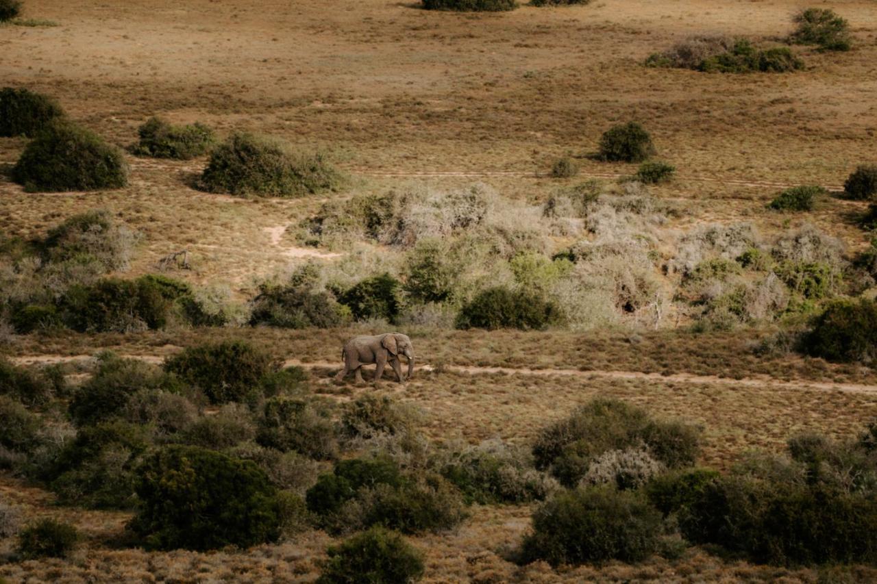 Hlosi Game Lodge - Amakhala Game Reserve Buyskloof Εξωτερικό φωτογραφία