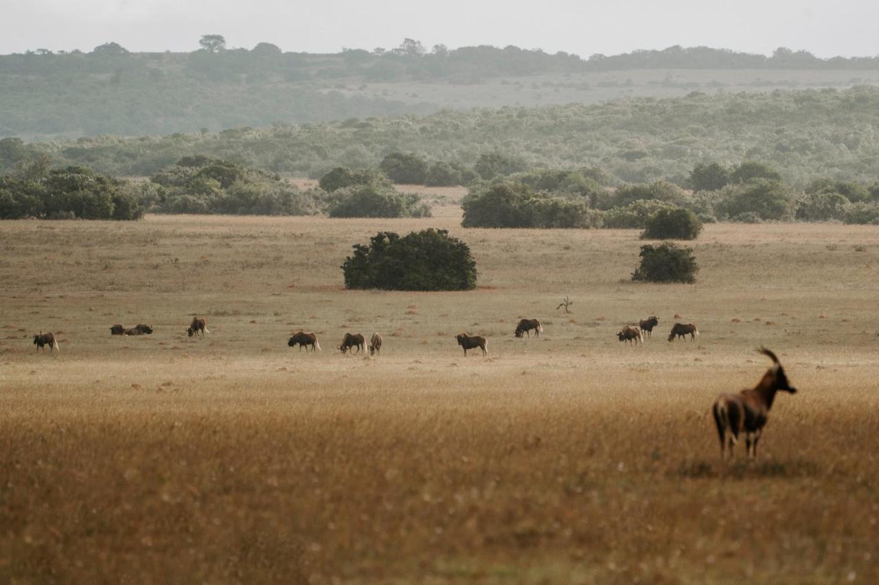 Hlosi Game Lodge - Amakhala Game Reserve Buyskloof Εξωτερικό φωτογραφία