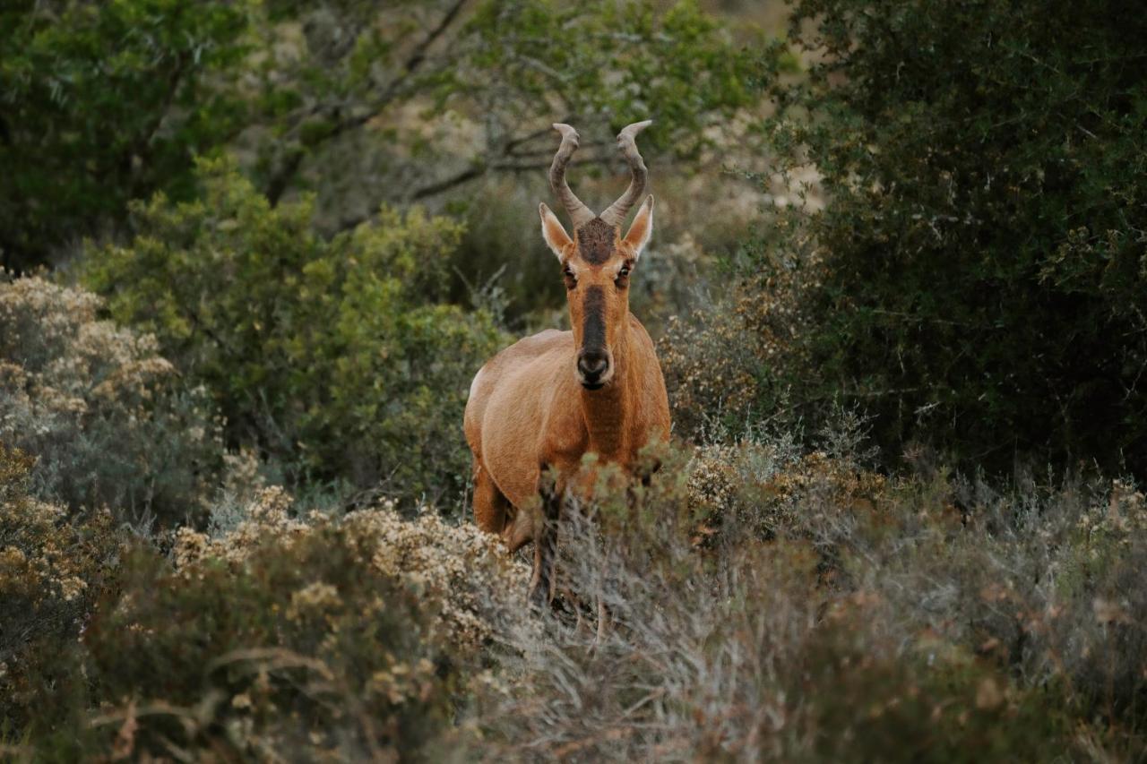 Hlosi Game Lodge - Amakhala Game Reserve Buyskloof Εξωτερικό φωτογραφία