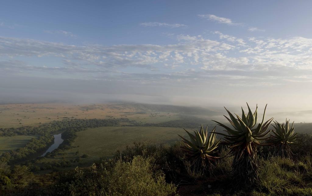 Hlosi Game Lodge - Amakhala Game Reserve Buyskloof Εξωτερικό φωτογραφία