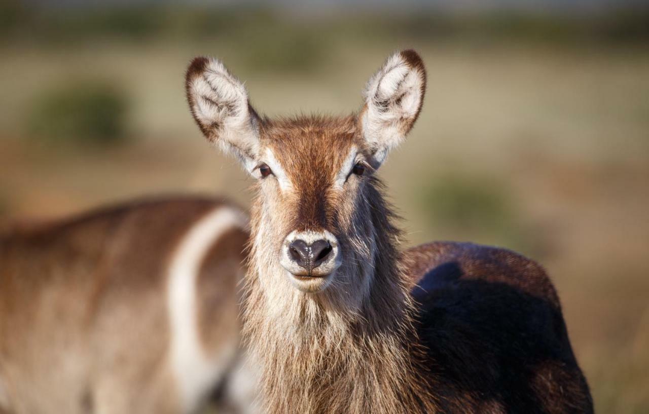 Hlosi Game Lodge - Amakhala Game Reserve Buyskloof Εξωτερικό φωτογραφία