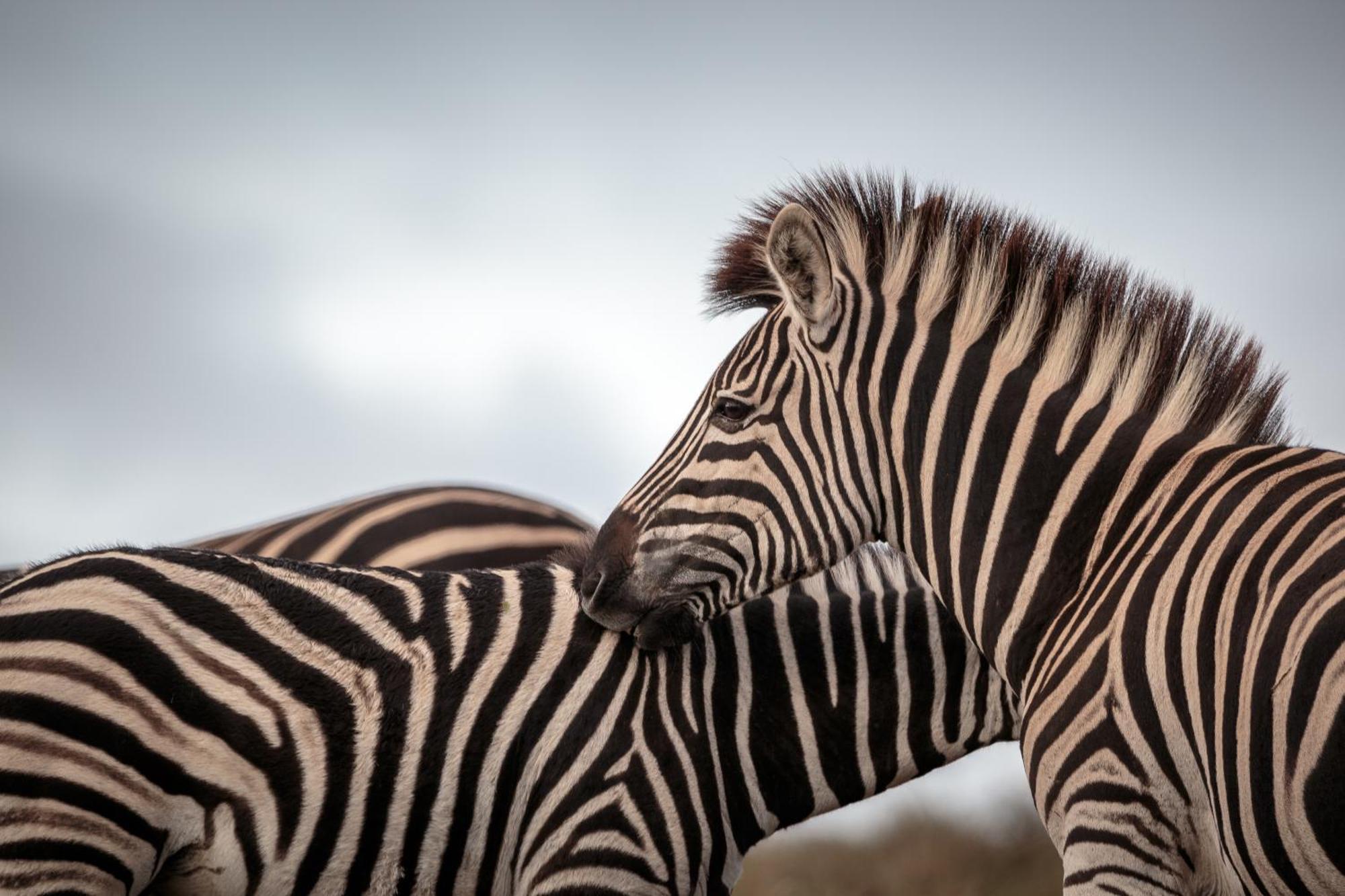 Hlosi Game Lodge - Amakhala Game Reserve Buyskloof Εξωτερικό φωτογραφία